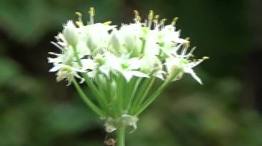 Bahçede çiçekler açar. 