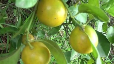 Olgun kumkatlar ağaçta.