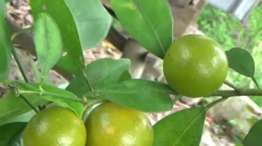 Olgun kumkatlar ağaçta.