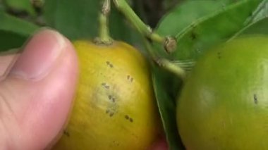 Olgun kumkatlar ağaçta.