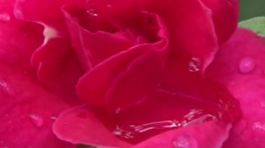 Bahçede güller açar