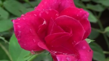 Bahçede güller açar