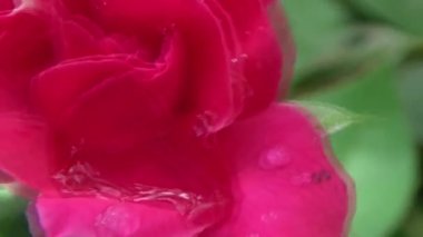 Bahçede güller açar