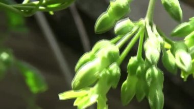 Bahçede çiçekler açar. 