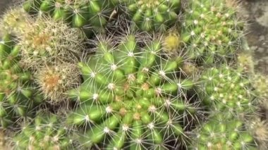 Bir sürü dikenli yeşil kaktüs.