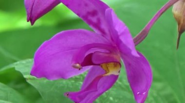 Bahçede çiçekler açar. 