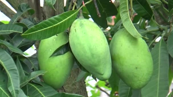 Racimos Fruta Mango Árbol — Vídeo de stock