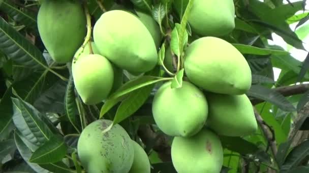 木の上にマンゴーの実がたくさん — ストック動画