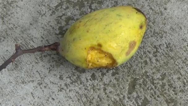 地面に腐ったマンゴーの果物 — ストック動画