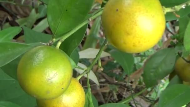 Rijpe Kumquats Zijn Boom — Stockvideo