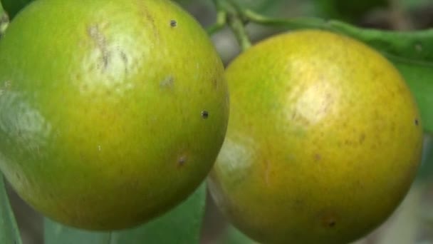 Rijpe Kumquats Zijn Boom — Stockvideo