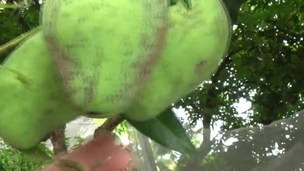 Cachos Frutas Manga Árvore — Vídeo de Stock