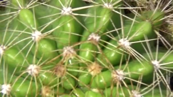 Skott Grön Kaktus Med Många Törnen — Stockvideo