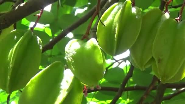 Racimos Frutas Estrella Árbol — Vídeo de stock