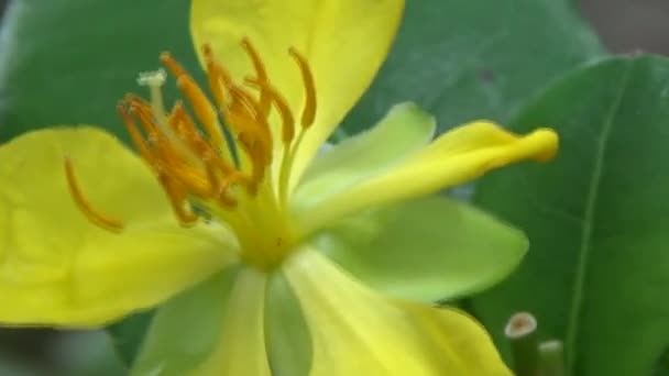 Blumen Blühen Garten — Stockvideo