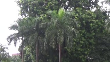 Hurma ağacının üstüne yağmur yağdırır.