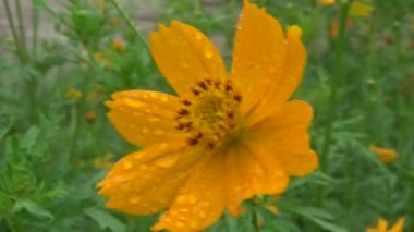 Bahçede çiçekler açar.