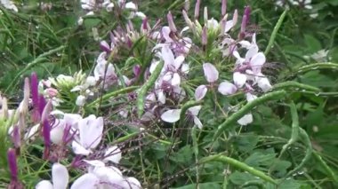 Bahçede çiçekler açar.