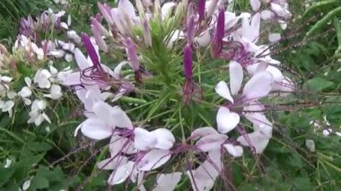 Bahçede çiçekler açar.