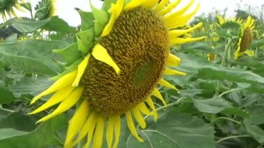 Tarlada ayçiçekleri açar.
