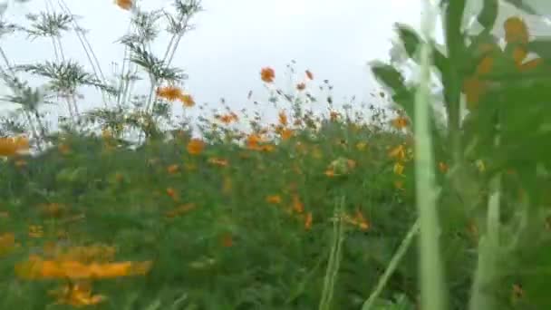 Flores Florescer Jardim — Vídeo de Stock