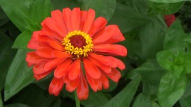 Bahçede çiçekler açar.