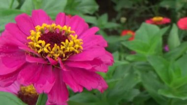 Bahçede çiçekler açar.