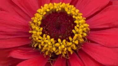 Bahçede çiçekler açar.