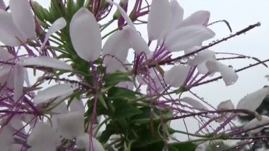 Bahçede çiçekler açar.