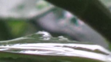 Ağaç yapraklarında sağanak yağmur