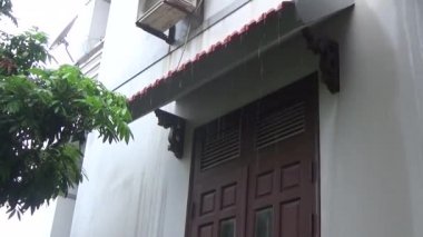 Ağaç yapraklarında sağanak yağmur