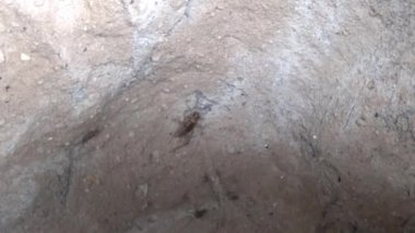 Cırcır böcekleri mağarada.