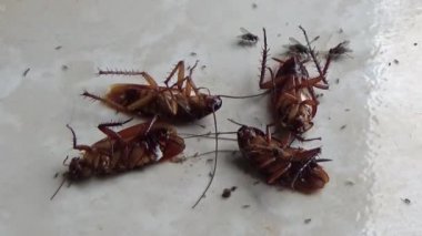 Ölü hamamböcekleri yerde yatıyor.