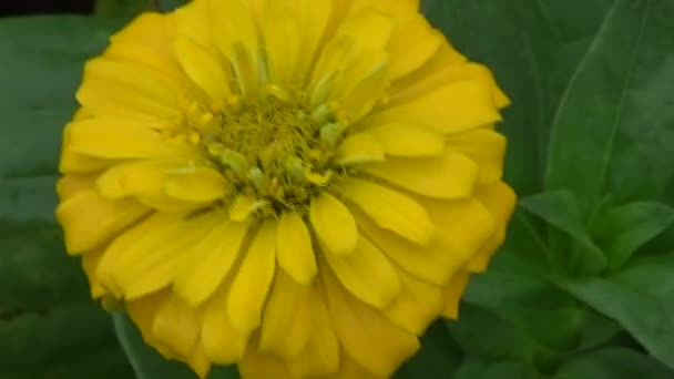 Blumen Blühen Garten — Stockvideo