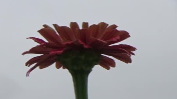 Flores Florecen Jardín — Vídeo de stock