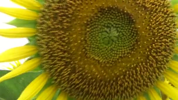 Los Girasoles Florecen Campo — Vídeos de Stock