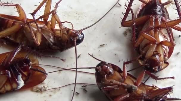 Dode Kakkerlakken Liggen Grond — Stockvideo