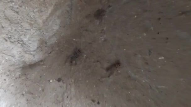 귀뚜라미는 동굴에 — 비디오