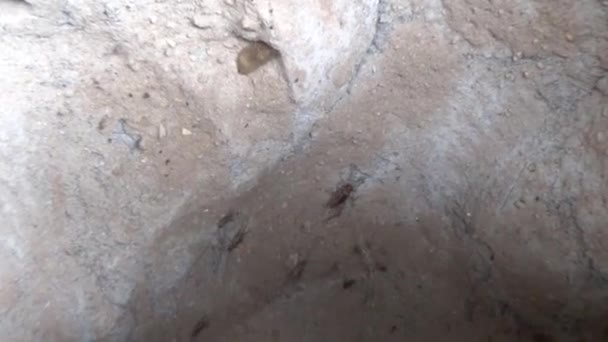 Die Grillen Sind Der Höhle — Stockvideo