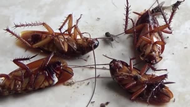 Gândaci Morți Află Podea — Videoclip de stoc