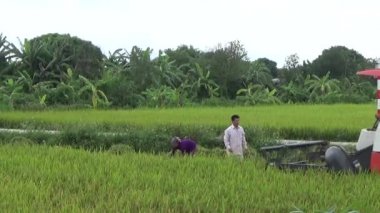 Biçici tarladaki pirinci topluyor. 