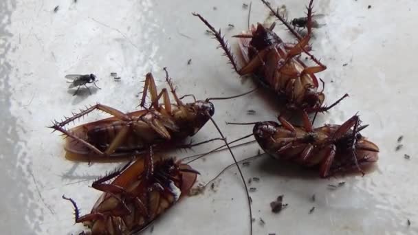 Dead Cockroaches Lie Floor — Stock Video