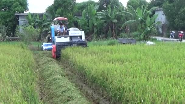 Reaper Sedang Memanen Beras Ladang — Stok Video