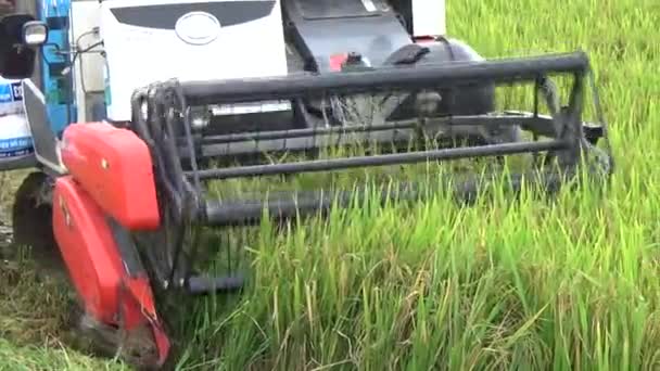 Der Schnitter Erntet Den Reis Auf Dem Feld — Stockvideo