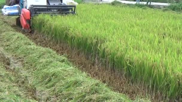 Θεριστής Μαζεύει Ρύζι Στο Χωράφι — Αρχείο Βίντεο