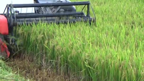 Der Schnitter Erntet Den Reis Auf Dem Feld — Stockvideo