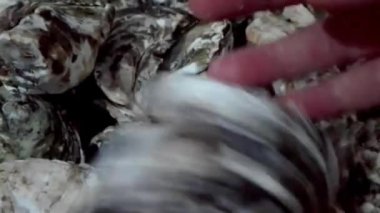 Deniz istiridyelerinden yemek hazırlıyorum.