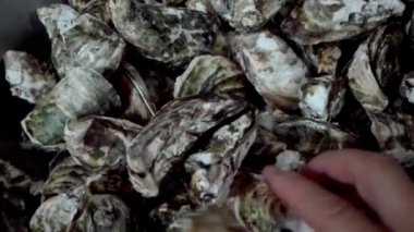 Deniz istiridyelerinden yemek hazırlıyorum.