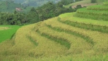 Dağlık Vietnam 'da olgun pirinç tarlaları