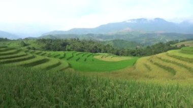 Dağlık Vietnam 'da olgun pirinç tarlaları